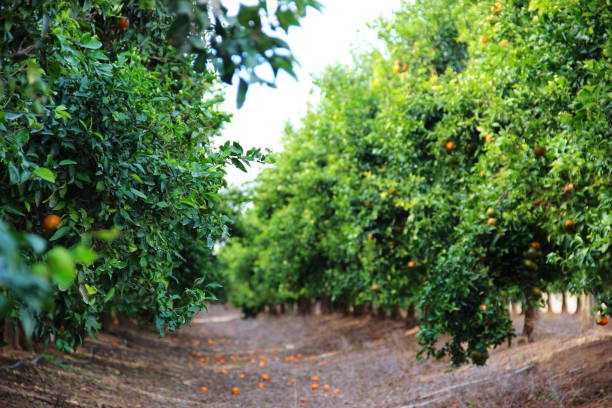 istock a plantation of ripe mandarins 905457304