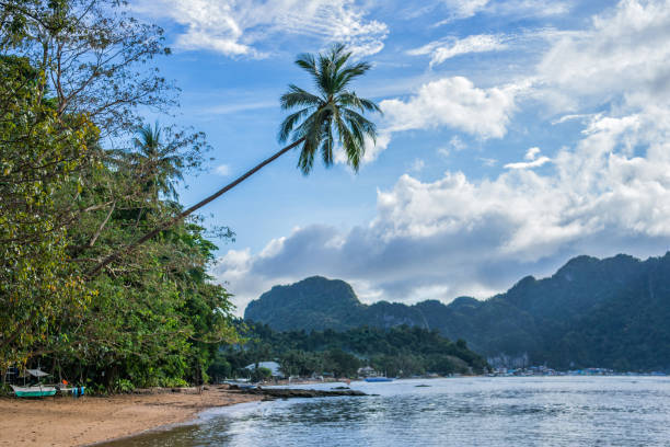 istock Beautiful palm view on the idyllic beach, Philippines 905457788