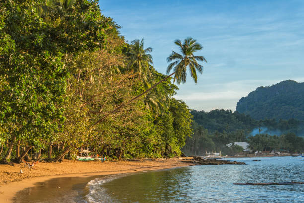 istock Beautiful palm view on the idyllic beach, Philippines 905457886