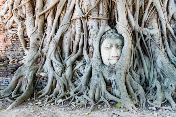 Buddha Face in the tree in Ayutthaya, Thailand.
