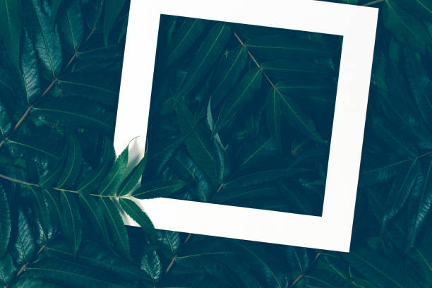 istock Creative layout made of leaves with white frame. Top view, flat lay. 905464510
