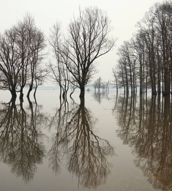 istock Flood in forest with trees reflection in water 905464880