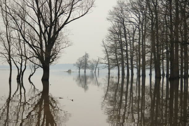 istock Flood in forest with trees reflection in water 905464884