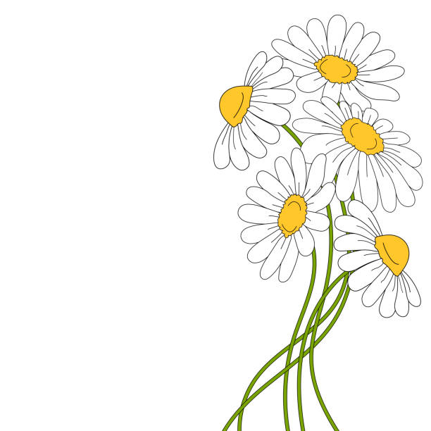 ilustrações de stock, clip art, desenhos animados e ícones de beautiful daises on white background. - uncultivated environment growth vector backgrounds