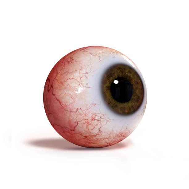 istock realistic human eyeball with brown iris isolated on white background (3d render) 905468004