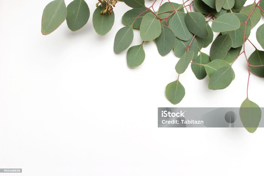 Cadre, bordure faite de dollar d’argent vert Eucalyptus cinerea feuilles et les branches sur fond blanc. Composition florale. Plat de stock style féminin mettre image, vue de dessus. Espace copie - Photo de Eucalyptus libre de droits