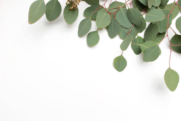 istock Frame, border made of green Silver dollar Eucalyptus cinerea leaves and branches on white background. Floral composition. Feminine styled stock flat lay image, top view. Copy space 905468838
