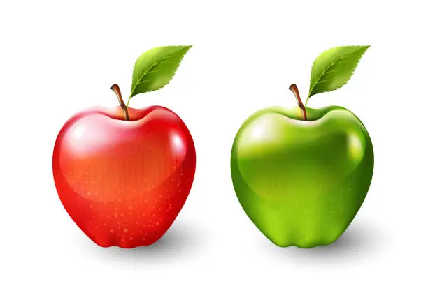 Vector illustration of Red apple and green apple, fruit isolated, Vector illustration