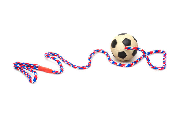 istock The ball for play with dog 905487888
