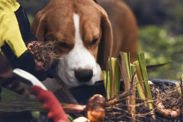 dog, bulbs, flower pot  and gardening tools in the garden outdoors