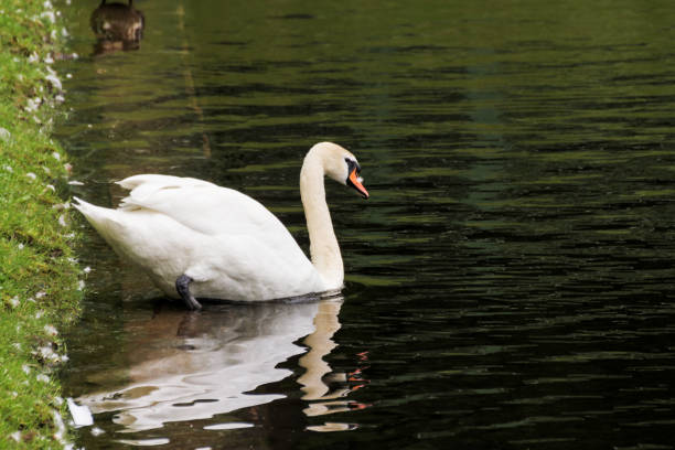 istock The swan descends into the water. 905497876