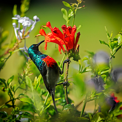 Greater Double-collared sunbird eating nectar from an orange tecomaria capensis