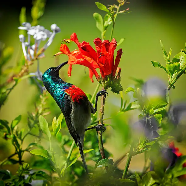 Photo of Greater double-collared sunbird on flower