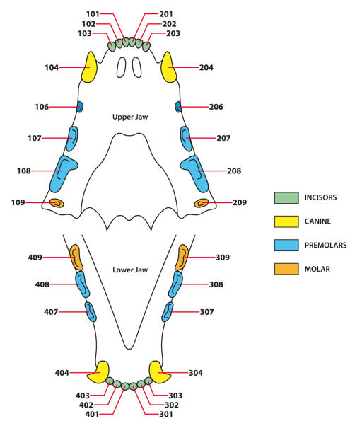 ilustrações de stock, clip art, desenhos animados e ícones de construction of a cats teeth dental formula - canino dente
