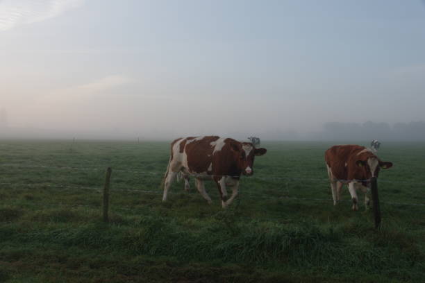 istock Cows in the early morning 905501224