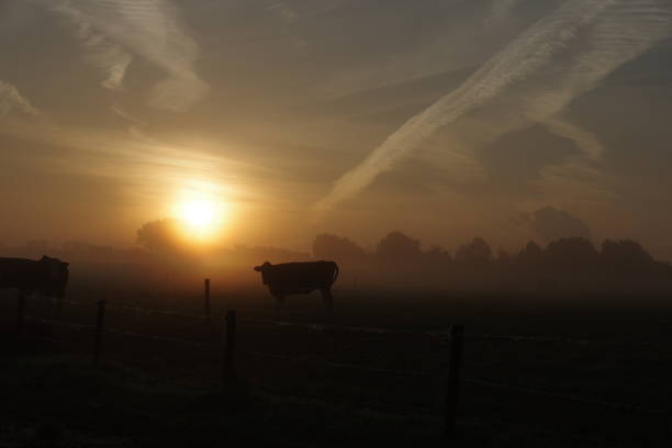 istock Cows in the early morning 905501308