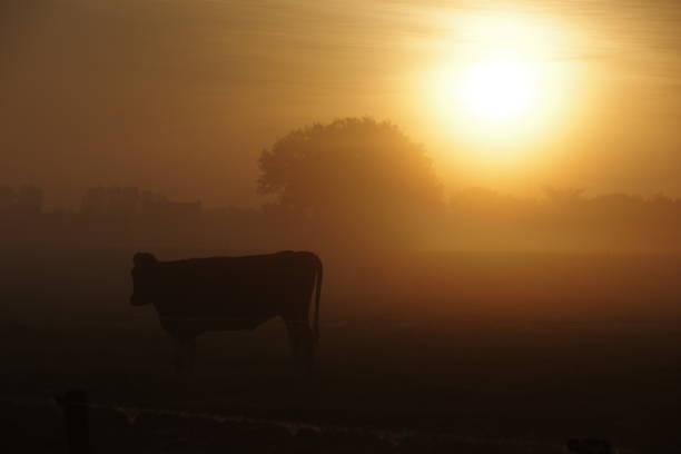 istock Cows in the early morning 905501348