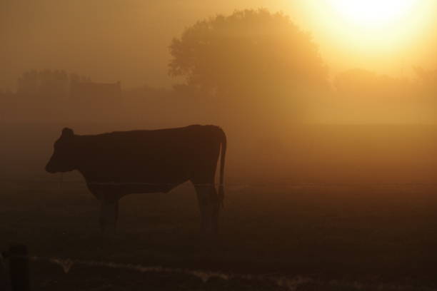 istock Cows in the early morning 905501362