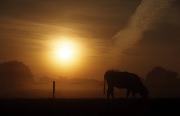istock Cows in the early morning 905501428