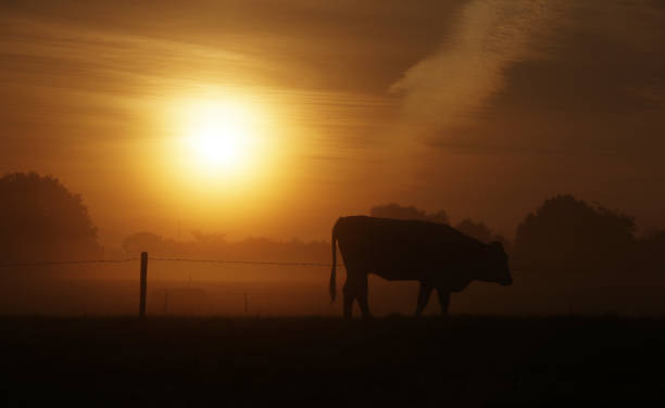 istock Cows in the early morning 905501440