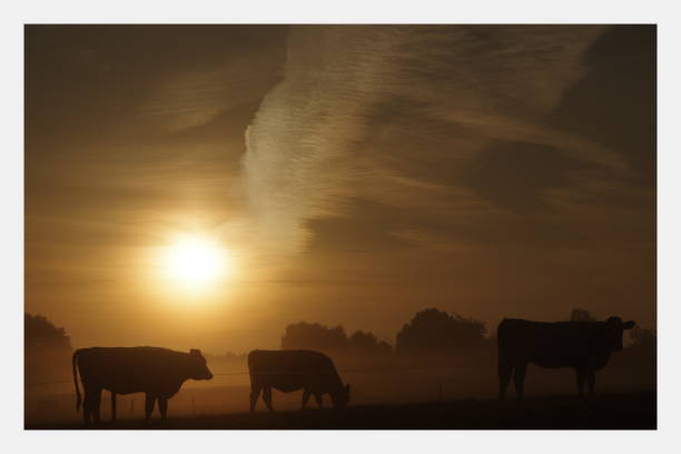 istock Cows in the early morning 905501532