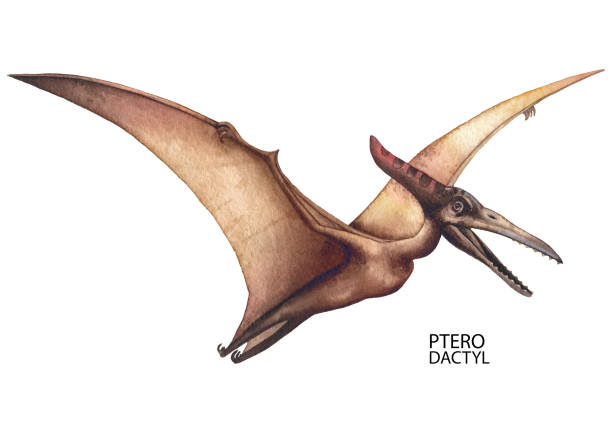 Pterodactyl Pteranodon Dinosaur Stock Vector (Royalty Free) 52103623