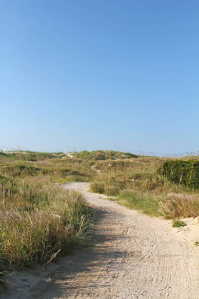 istock Hiking trail through grass covered dunes, Outer Banks, North Carolina 905519656
