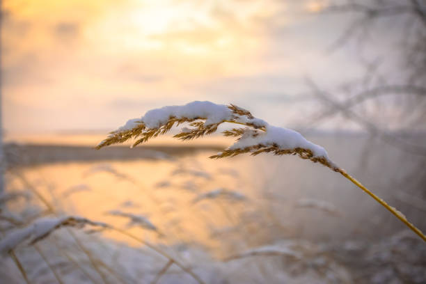 istock winter landscape from Sotkamo, Finland. 905520074