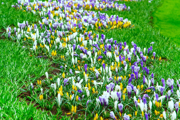 istock Crocus flowers blossom in spring garden 905523328