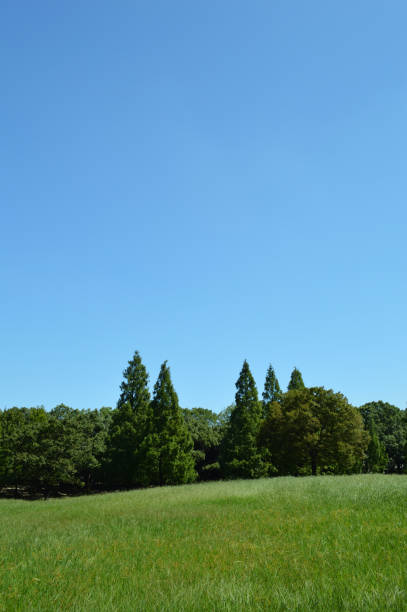 istock Green grass and trees, blue sky with no clouds at all 905524652
