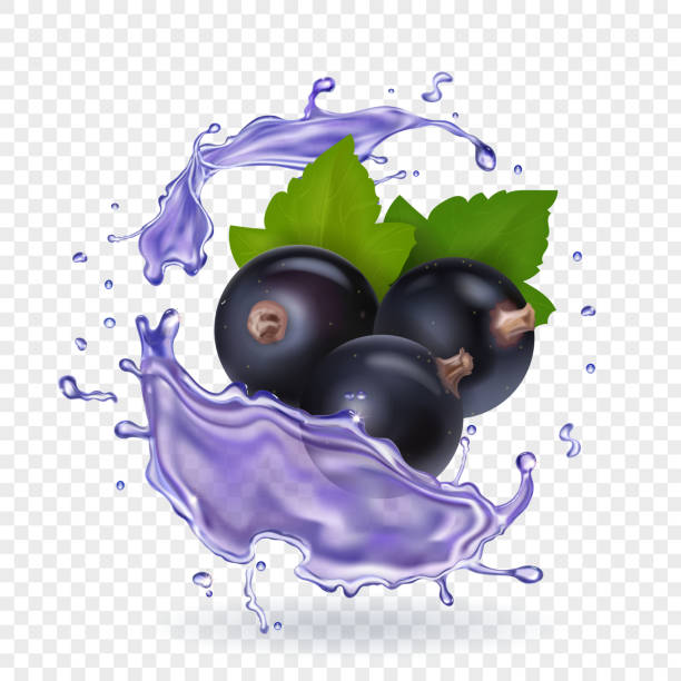 ilustrações de stock, clip art, desenhos animados e ícones de blackcurrant juice splash. forest berries smoothie. vector realistic illustration - black currant currant black fruit