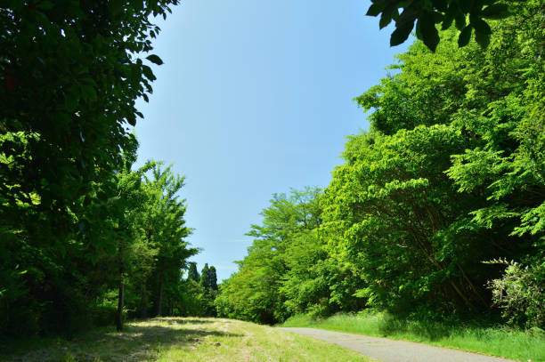 istock Green grass and trees, blue sky with no clouds at all 905527788