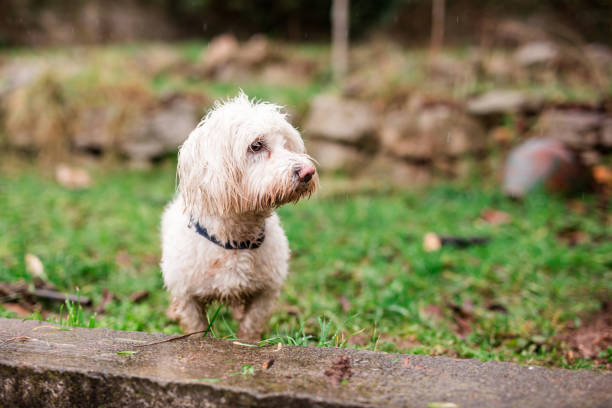 istock Wet Dog On Cold Rainy Day 905530078