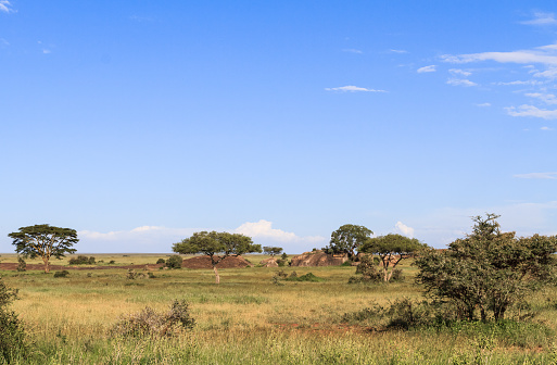 A blue sky of Serengeti. Tanzania, Eastest Africa