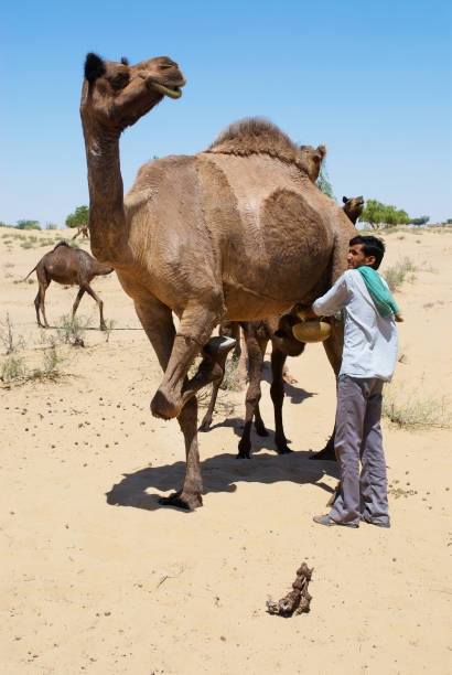 A group of camels resting in the desert, showcasing their natural behavior and tranquil surroundings. A vibrant depiction of animal life in arid landscapes.