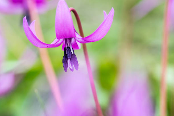 Dogtooth violet; Erythronium japonicum