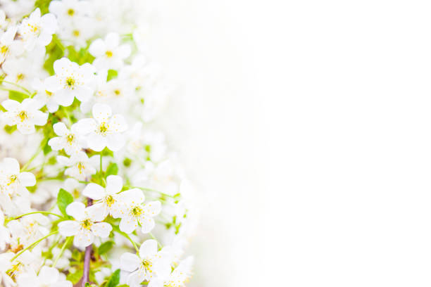 Spring background with white blossoming flowers and copy space for text. Beautiful Nature Springtime with blooming tree and sun flare.\