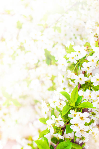 istock Spring blossom. Spring white flowers design border background with copy space 905536576