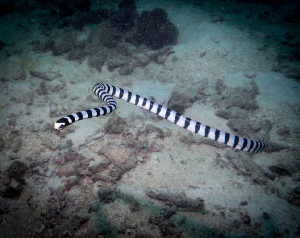 istock Underwater Banded Sea Krait Snake (Laticauda colubrina) 905539454