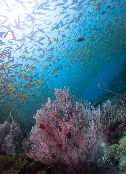 istock Underwater Healthy Gorgonia Coral Reef Tropical School Snapper (Lutjanus lutjanus) Fish 905539738