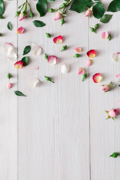 istock Valentine day background, rose flowers on white wood 905541030