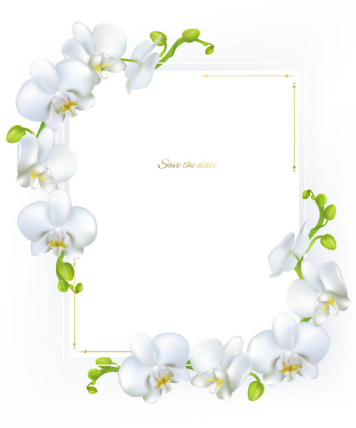 ilustraciones, imágenes clip art, dibujos animados e iconos de stock de orquídeas blancas. flores tropicales. plantas exóticas. marco. frontera. ilustración de vector. - moth orchid