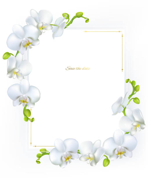 White orchids. Tropical flowers. Exotic plants. Frame. Border. Vector illustration. White orchids. Tropical flowers. Exotic plants. Frame. Border. Vector illustration. orchid white stock illustrations