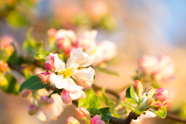 istock Soft spring season sunlight in beautiful pink flower blossom 905544102
