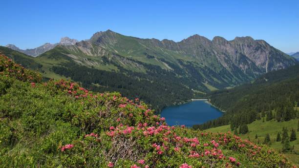 istock Alpenrosen and blue lake Arnensee. 905544262