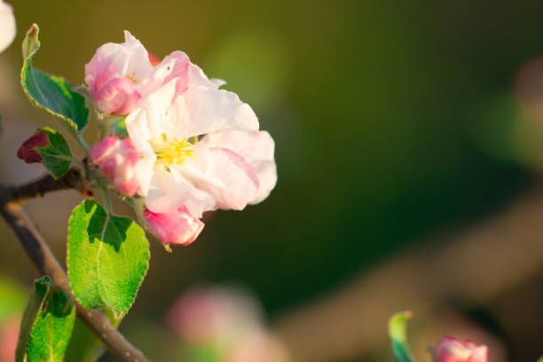 istock Spring season apple bud, leaf and flower blooming 905544492