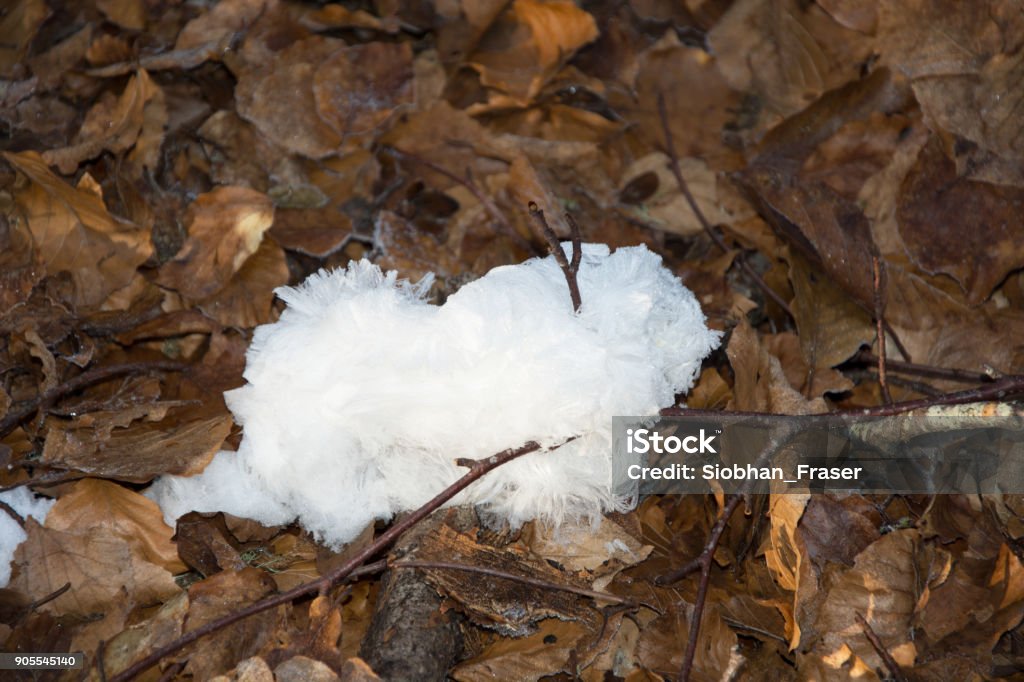 Frozen Water in Decomposing Wood Water that has been expelled as part of the decomposition process which has then frozen on contact with the cold air Environment Stock Photo
