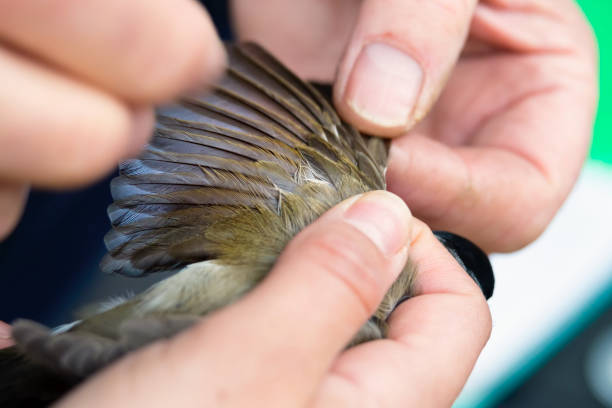 istock Black Cap, establishing age, BTO British Trust for Ornithology 905547798