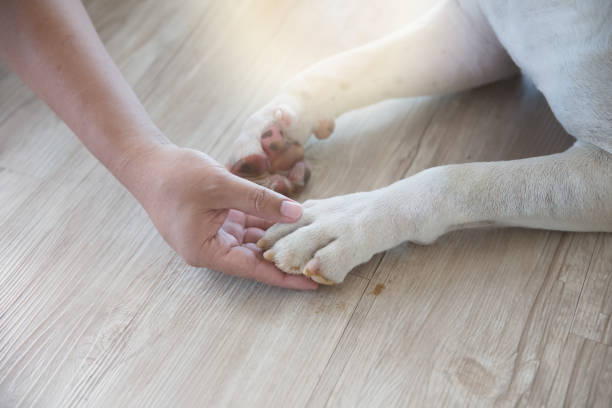 istock man's hand and dog's leg 905547860