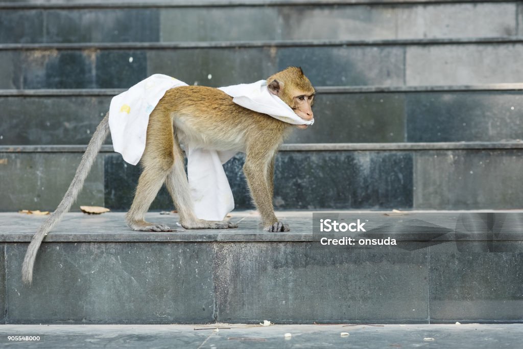 naugthy monkey naugthy monkey with baby napkin Animal Stock Photo